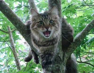 снять кошку с дерева